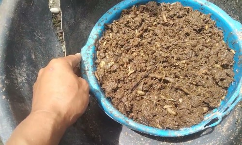 龟鳖丸壮阳吗-龟鳖丸副作用网 - 网站提供龟鳖丸副作用大吗小常识、龟甲鳖丸的作用