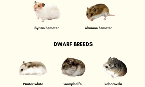 龟鳖丸的作用-龟鳖丸副作用网 - 网站提供龟鳖丸副作用大吗小常识、龟甲鳖丸的作用